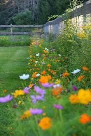 Get This Look Plant A Wildflower Lawn