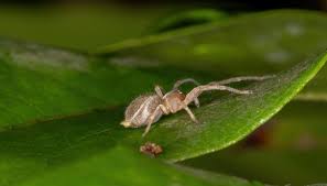 white spiders in florida sciencing