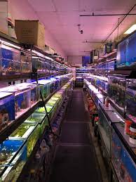 Maybe you've been doing searches like, pet stores near me that sell fish, or fish tanks for sale. that's a good way to start. My Local Pet Fish Store Aquariums
