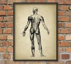 Muscle Man Vintage Anatomy Wall Art Poster 2 Anatomical