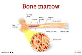 bone marrow human anatomy image