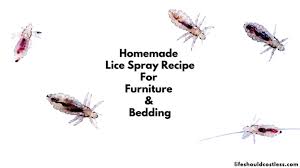 homemade lice spray for furniture and