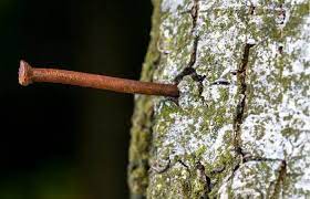 will copper nails kill a tree