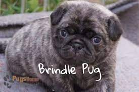 Get answers to these questions and more in our complete puppy feeding guide below. Brindle Pug Puppies One Of The Most Favorite Pug Breed