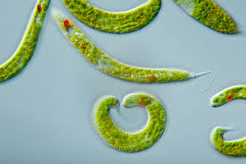 All euglena have chloroplasts and can make their own food by photosynthesis. Euglena Definition Classification Facts Britannica