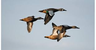 Practice Your Waterfowl Identification Skills Now