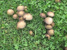 They were white but browned checked on them this morning no sign of mushrooms or slugs they ate everything and dipped out reminded me of that animated tool video the. Why Are There Mushrooms Growing In My Lawn Lawnscience Lawn Care Franchise