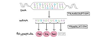 Rna And Protein Synthesis Review Article Khan Academy