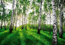 Nature Forest Birch Trees Sunshine Wall