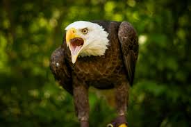 The emblem bird of the united states, majestic in its appearance. Meet Our Birds American Eagle Foundation