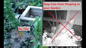 how to stop cats ing in garden beds