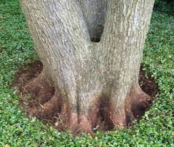 Root Flare Exposure And Tree Health