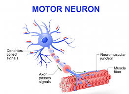 lower motor neurons definition