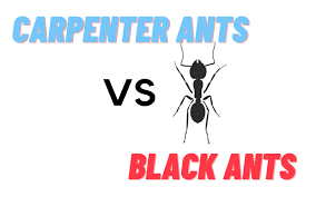 carpenter ants and black ants what s