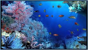 free living marine aquarium 3d