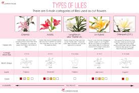 Types Of Lilies Flower Muse Blog