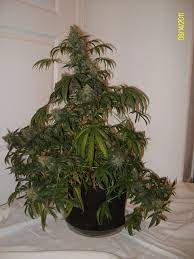 Smart pot is the top brand chosen by professional plant growers for over 20 years. 2 Gallon Smart Pots For Flower Page 2 Grasscity Forums The 1 Marijuana Community Online