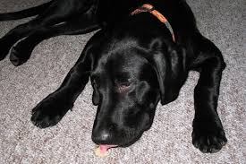 why is my dog licking the carpet