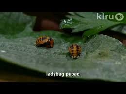 ladybug larvae eating aphids trisha