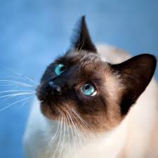 What Is The Best Diet For A Siamese Cat