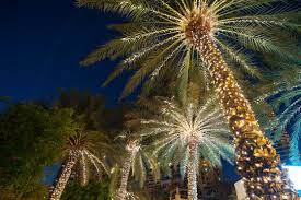 christmas lights palm tree images