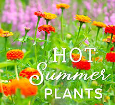 hot summer plants for your texas garden