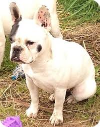 16 chihuahuas mixed with boston terrier. Shoreline Wa French Bulldog Meet Lilly A Pet For Adoption