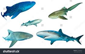 Sharks Different Shark Species Isolated White Stock Image