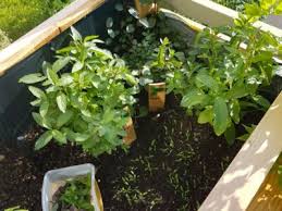 Growing Organic Herbs In Your Garden