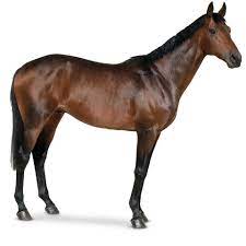 horse learn about horses dk find