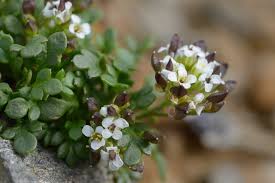 Hornungia alpina subsp. brevicaulis (Spreng.) O. Appel