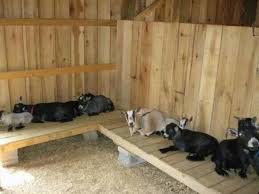 goat barn goat shelter goat farming
