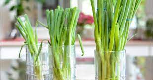 How To Keep Green Onions Fresh For Weeks
