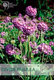 pin by the rhs on spring gardening tips