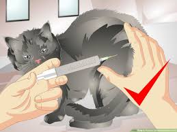 how to remove urine smells from a pet