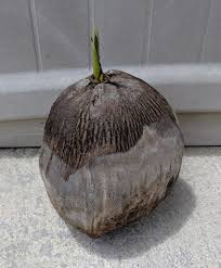 sprouted coconut seed south florida