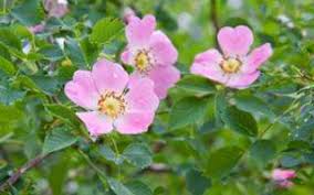 La Fleur de Bach Wild Rose ou églantier