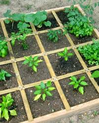 square foot vegetable garden