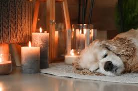 That are safe for you and your pets. Are Candles Bad For Dogs Quick Answer No