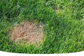 How To Plant Grass Seed In Bare Spots