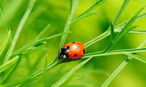 where do ladybugs live joy of s