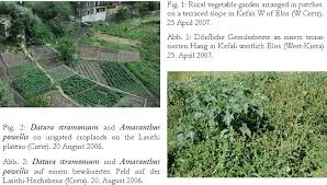 Rural Vegetable Garden Arranged In