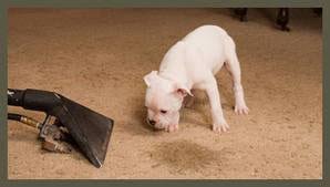 professional carpet cleaning company to