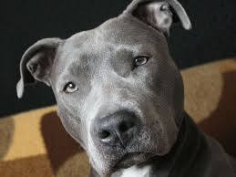 The staffordshire bull terrier and the american pitbull are two completely different breeds. Blue Line Army Pitbulls Dogs