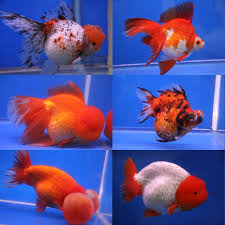 Types Of Goldfish The Goldie Identification Guide My
