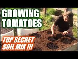 Growing Tomatoes In Raised Beds And