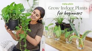 Maybe you would like to learn more about one of these? Grow With Me Indoor Plants From Cuttings Ep 4 Youtube