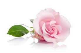 single pink rose images browse 119