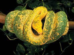 Green Tree Python Information And Care
