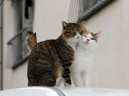 hd wallpaper cats couple tenderness